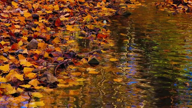 Still video shot, less than 20 seconds, of water running in a small stream in the South of France with dead autumn leaves.
