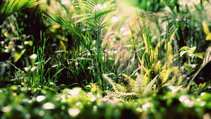Bright and vibrant green plants create a lush scene on the forest floor, with various ferns and grasses illuminated by gentle morning sunlight. Nature thrives with calm ambiance and rich colors.