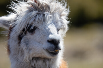 Alpaca