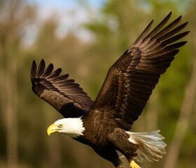 Naklejka premium american bald eagle