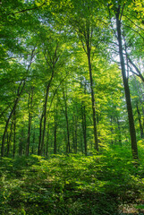 Sunlight in the green forest, spring time