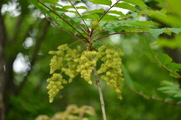 Toxicodendron trichocarpum is a small deciduous tree from the Anacardiaceae family with red and brown hairs on branches, compound leaves, and black sap that causes dermatitis. Photographed in Korea.
