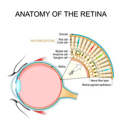 Anatomy of the retina. Human eye. Photoreceptor cells