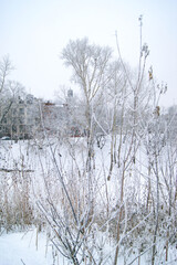 Field of frost-covered dried vegetation with city structures and spires visible through frozen haze. Urban-rural boundary landscape. Seasonal agricultural dormancy and winter atmospheric effect.
