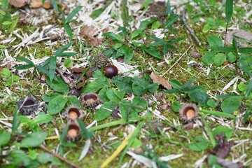 クヌギのどんぐり