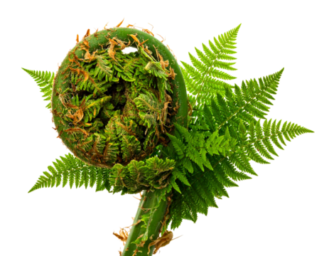 Young fern unfurling in spring, forming a natural Fibonacci spiral