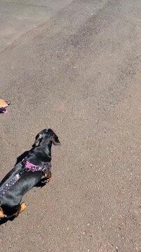 cachorros dom&eacute;sticos passeando na rua 