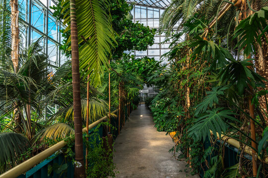 Lush greenery thrives inside a bright greenhouse, with tropical plants lining a long pathway under a glass roof structure.