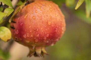 pomegranate hanging from the tree with drops of water from rain