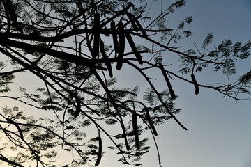 台湾の鳳凰木