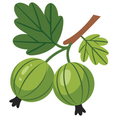  Ripe gooseberry fruit isolated on white background