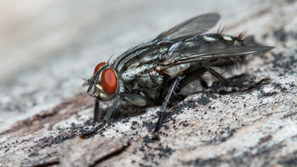 close up of fly