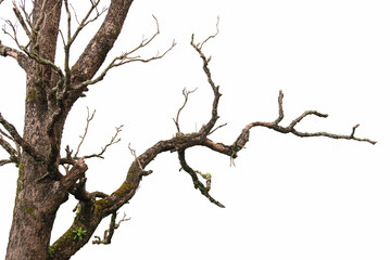 Dead branch tree isolated on white background.