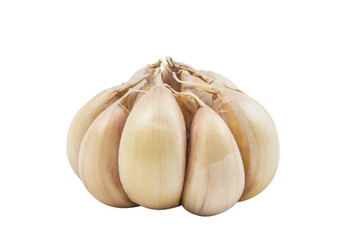 Whole Garlic Bulb isolated on Transparent Background , PNG.