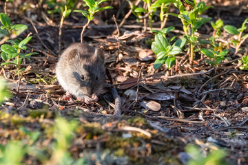 Bank vole