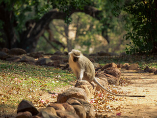 Small Monkey on a Rock