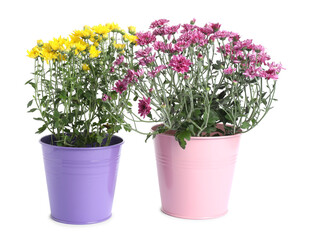 Beautiful yellow and pink chrysanthemum flowers in pots isolated on white