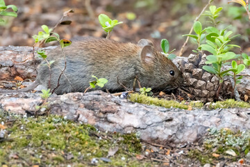Bank vole