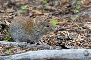 Bank vole