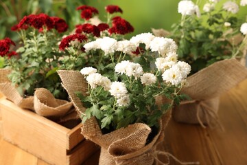 Beautiful red and white chrysanthemum flowers on wooden table against blurred green background,...