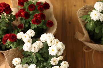 Beautiful red and white chrysanthemum flowers on wooden table, flat lay