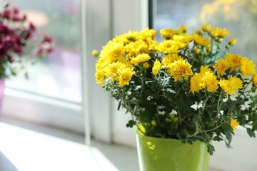 Beautiful yellow chrysanthemum flowers in pot on window sill, closeup. Space for text