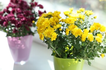 Beautiful chrysanthemum flowers in pots on window sill, closeup