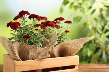 Beautiful red chrysanthemum flowers in crate on table against green background, closeup