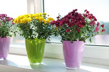Beautiful pink and yellow chrysanthemum flowers in pots on window sill, closeup