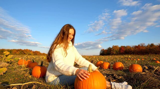 Girl Picking Pumpkins in Patch on Sunny Autumn Day - A young woman wearing a white sweater sits in a pumpkin patch on a sunny autumn day and inspects a large orange pumpkin.