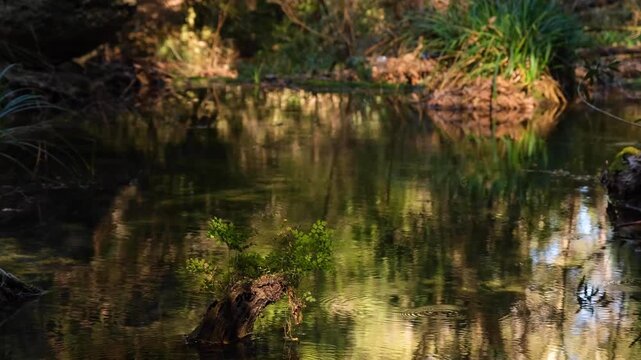 Peaceful forest lake scene with tree and reflections. Regeneration of nature &ndash; Greenery on a dead tree in the lake. Dead tree growing new plants in a forest pond.