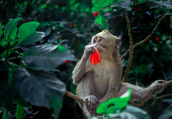 A curious monkey sits gracefully on a tree branch, holding and sniffing a bright red flower amidst lush green foliage.  © iwan