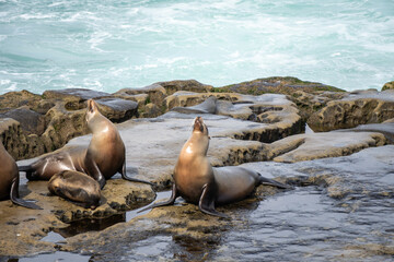 Sea Lions Sunbathing