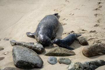 Naklejka premium Old and young sea lion on the beach