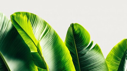 leaf immense size and scale, bright lime-green color, smooth surface with distinct parallel venation, curled or slightly folded edges, clean crisp lines, absolute white background, commercial 