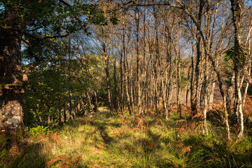 A sunny autumnal HDR landscape image of dappled light on a small footpath through woodland in Argyll and Bute, Scotland.