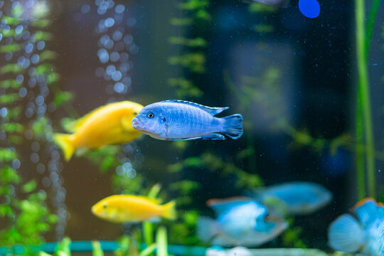 Blue Cichlid Swimming Past Yellow Cichlid