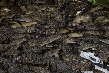 Crocodylus moreletii in Yucatan Peninsula, Mexico