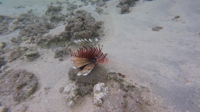 Poisson-lion (pterois miles) avan&ccedil;ant contre le courant