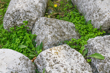 Weathered stone pathway with green grass and small yellow flower growing between moss-covered rocks