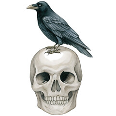 watercolor hand drawn skull and crow isolated on white background, png, ai generated