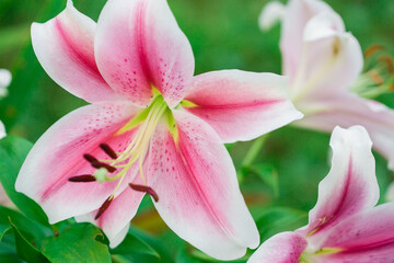 Lily flower, close-up photo. Colors: white, pink.