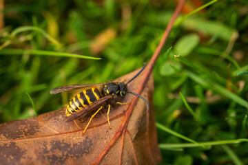 wasp on a leaf