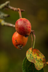 red crab apples on a branch