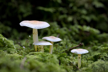 Eine Gruppe kleiner Hutpilze im Moos in einem Fichtenwald