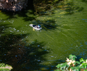 Seattle Zoo Pond Bird