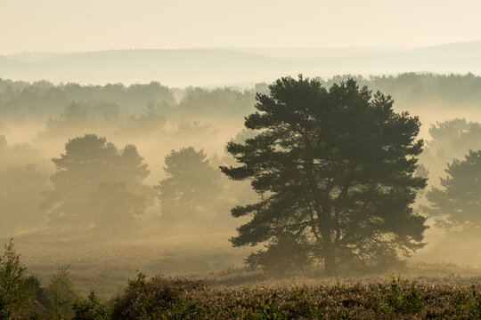 Mehlinger Heide in voller Bl&uuml;te bei Sonnenaufgang mit Nebel und Lichtfingern