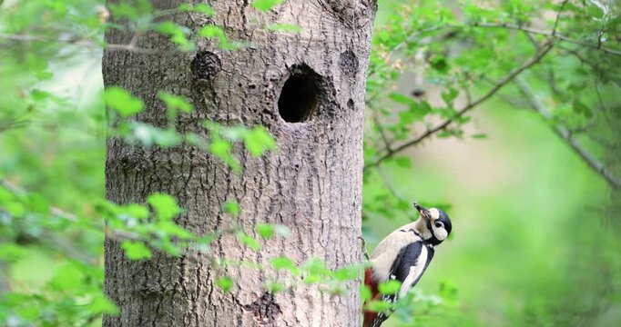 Close-up of a male great spotted woodpecker feeding chick in a tree hole in spring, UK