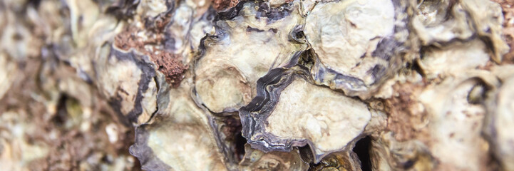 Close-up of oyster shell texture with natural patterns and colors.