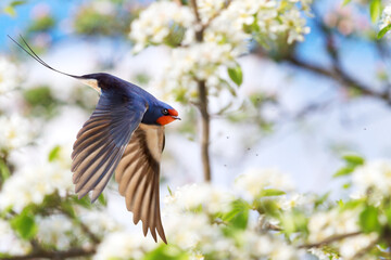 Barn Swallow Hirundo rustica in fast flight among the blossoms of a flowering fruit tree